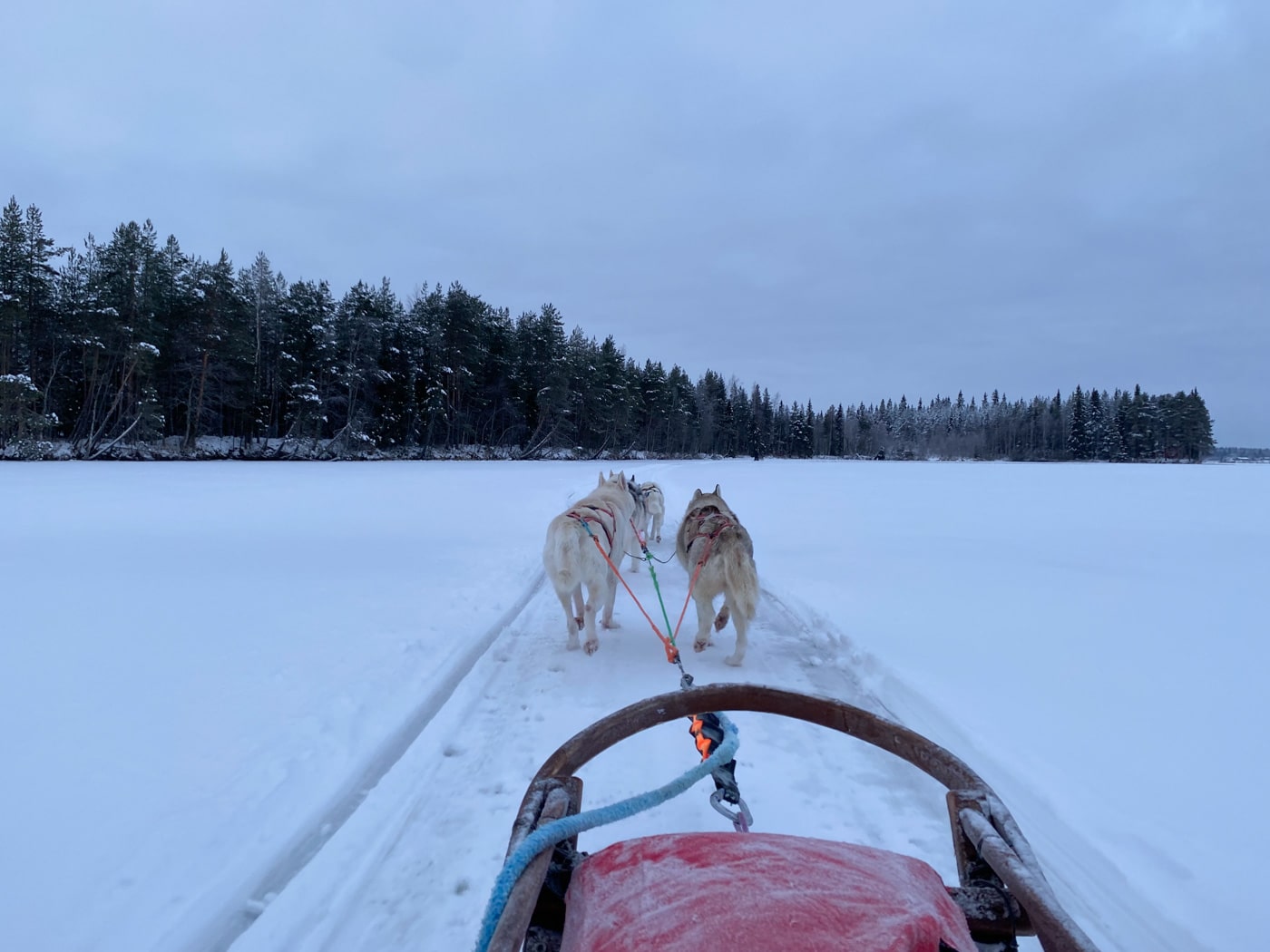 Activité de chiens de traineau à Rovaniemi