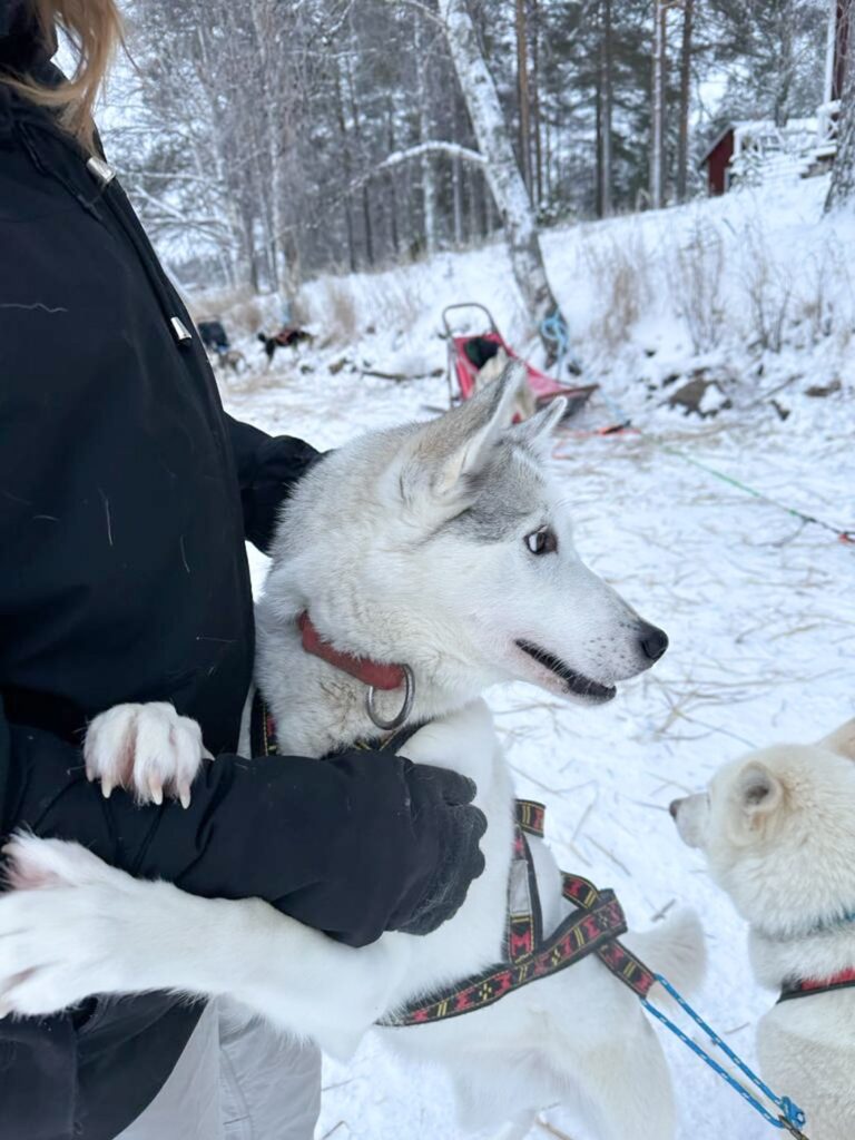 Activité incontournable à Rovaniemi