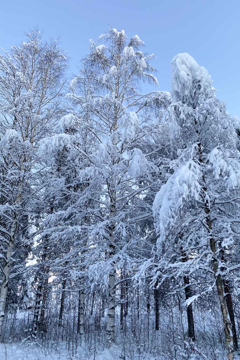 Arbre enneigé à Rovaniemi