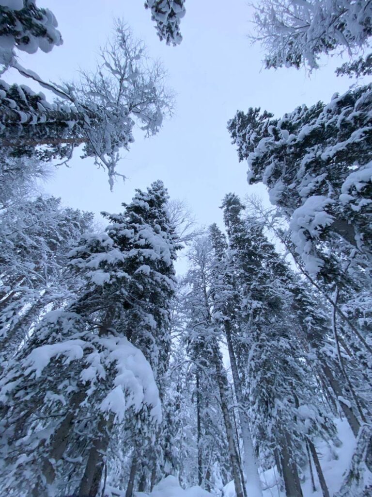 Arbres enneigés de la réserve de Korouoma