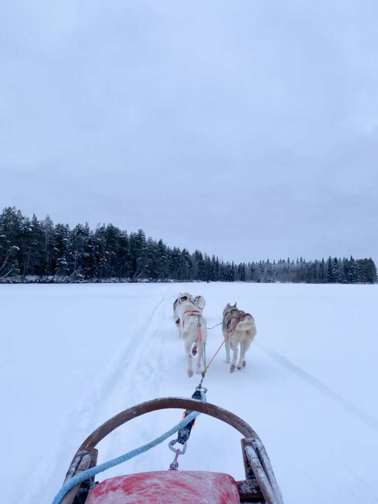 Balade en chien de traineau à Rovaniemi