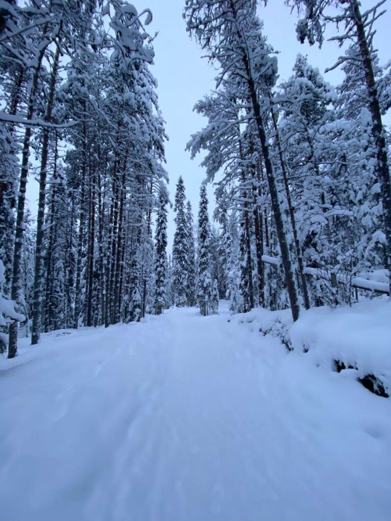 Chemin enneigé de Korouoma à Rovaniemi