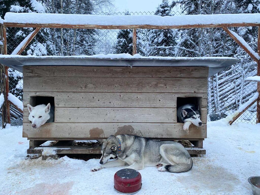 Découverte de l'hébergement des chiens de traineau