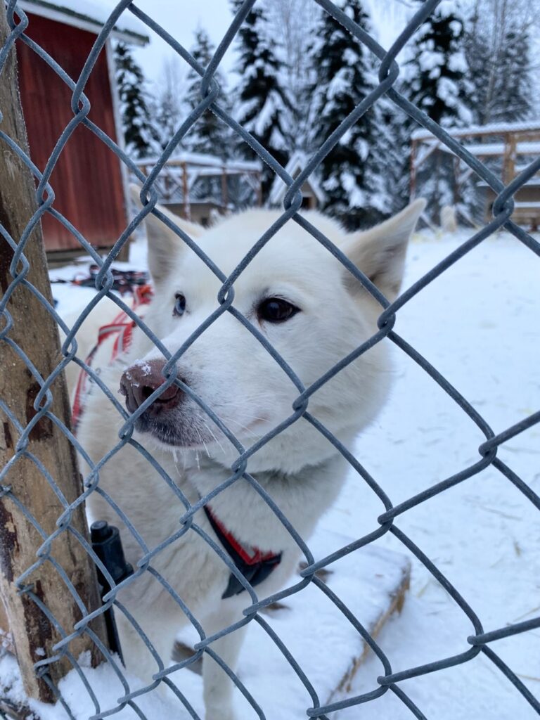 La découverte des chiens de traineau à Rovaniemi