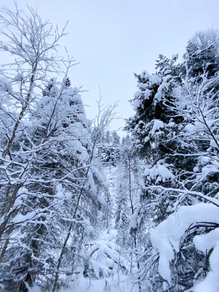 Environnement enneigé à Rovaniemi