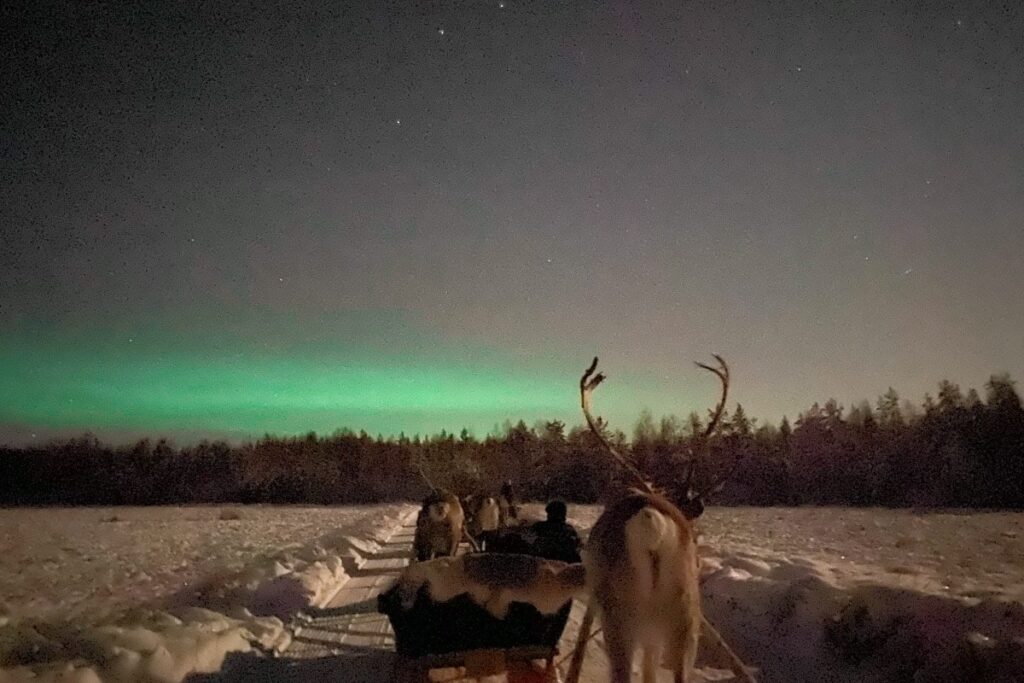 Excursion en rennes de traineau à Rovaniemi