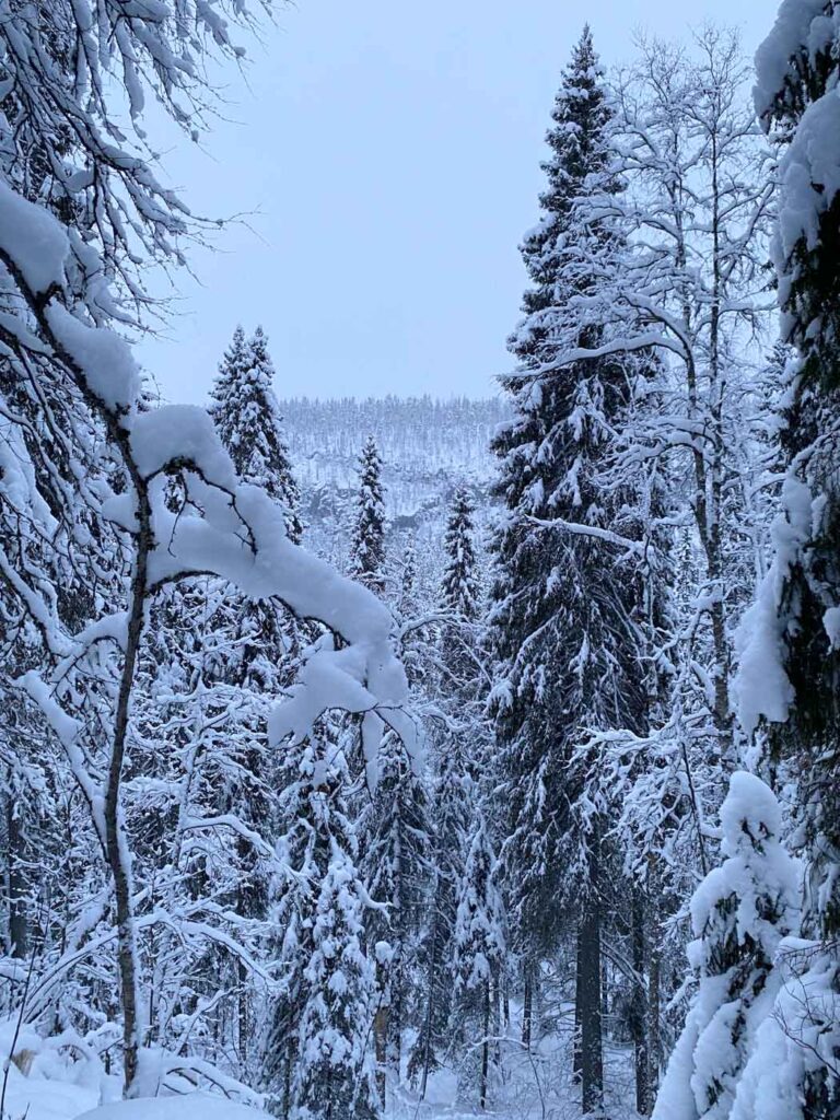 Forêt de Korouoma à Rovaniemi