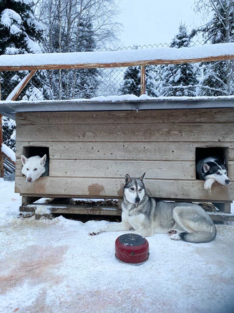 Histoire sur les chien de traineau