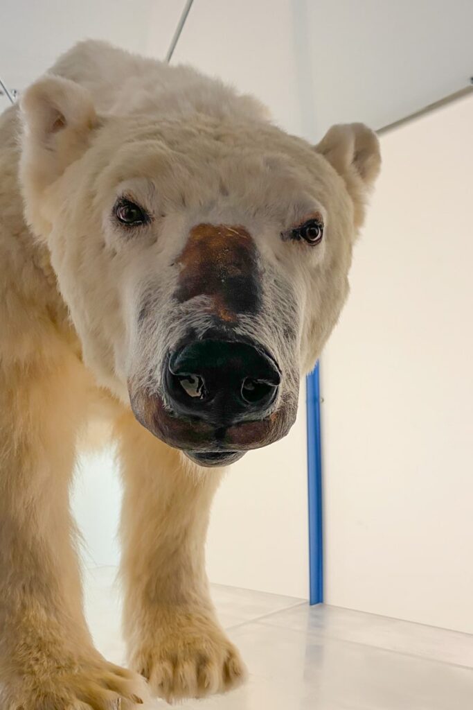 Exposition d'un ours empaillé au musée de l'Artikum à Rovaniemi