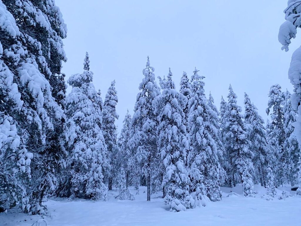 Paysage de la randonnée en raquette à Rovaniemi