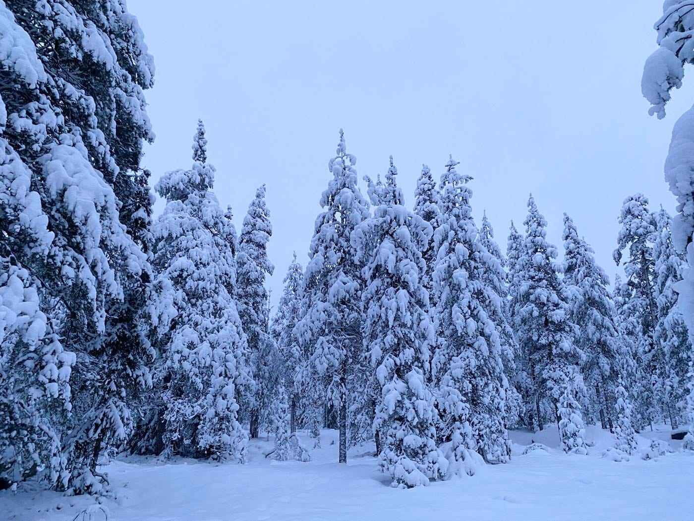 Paysage de la randonnée en raquette à Rovaniemi