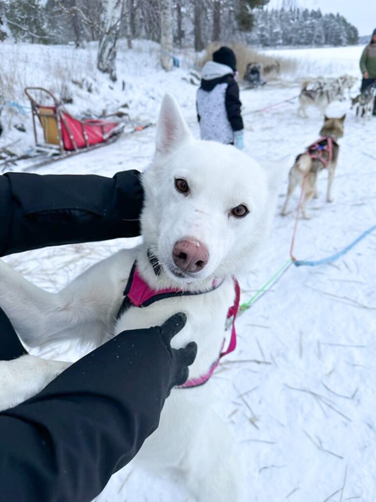 Rencontre avec les chiens de traineau à Rovaniemi