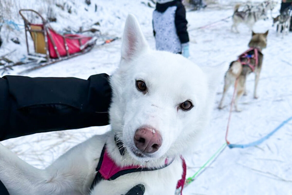 Chien de traineau en Laponie